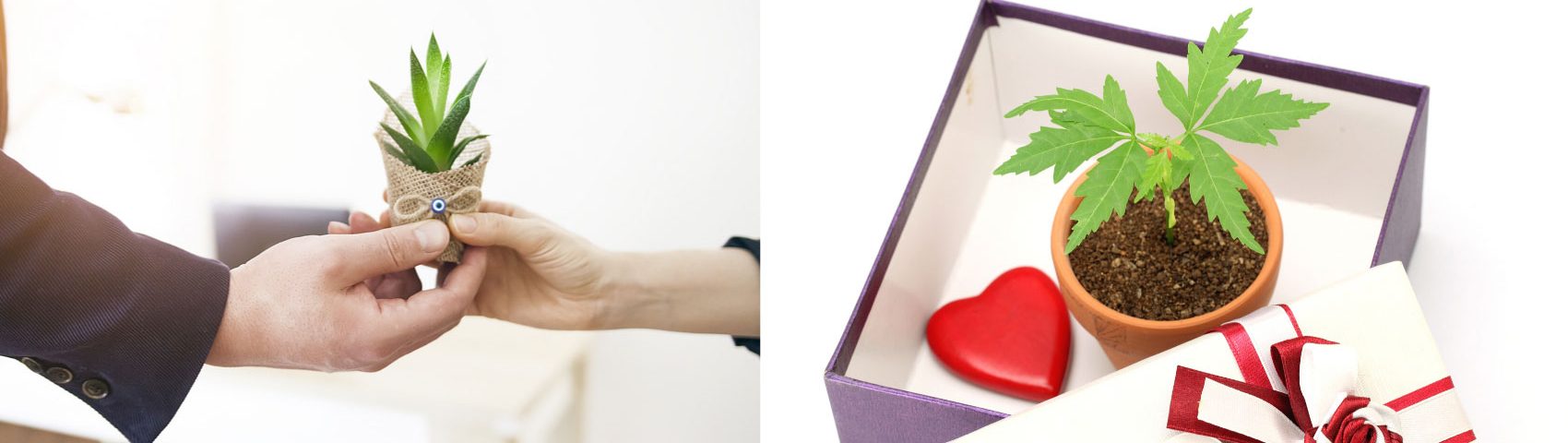Gifting Plants 1 1700x480 1