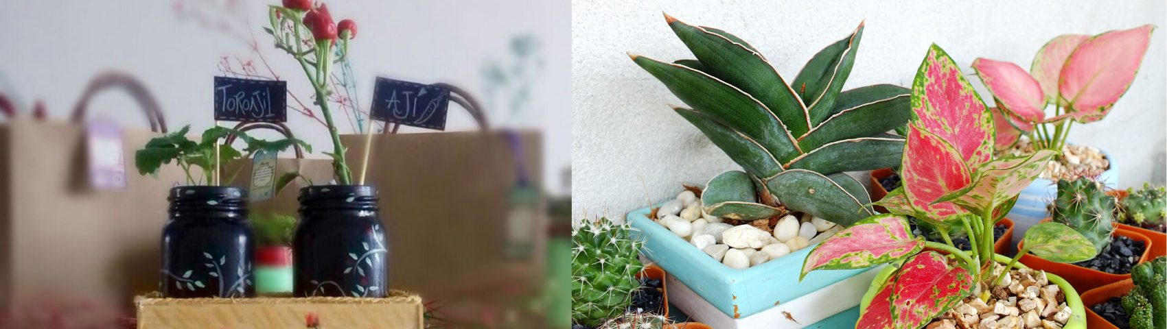 Gifting Plants 4 1700x480 1