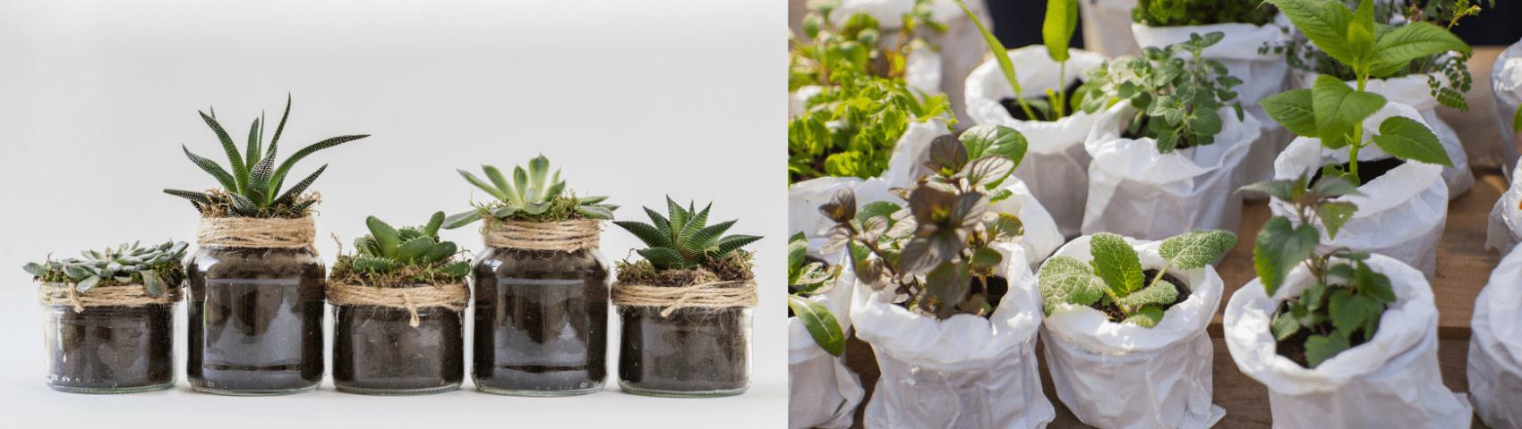 Plants on Rent 2 min 1700x480 1