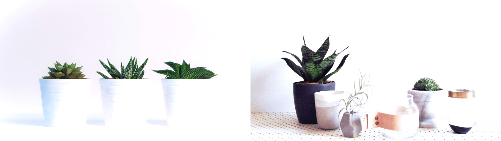 Plants on Rent min 1700x480 1