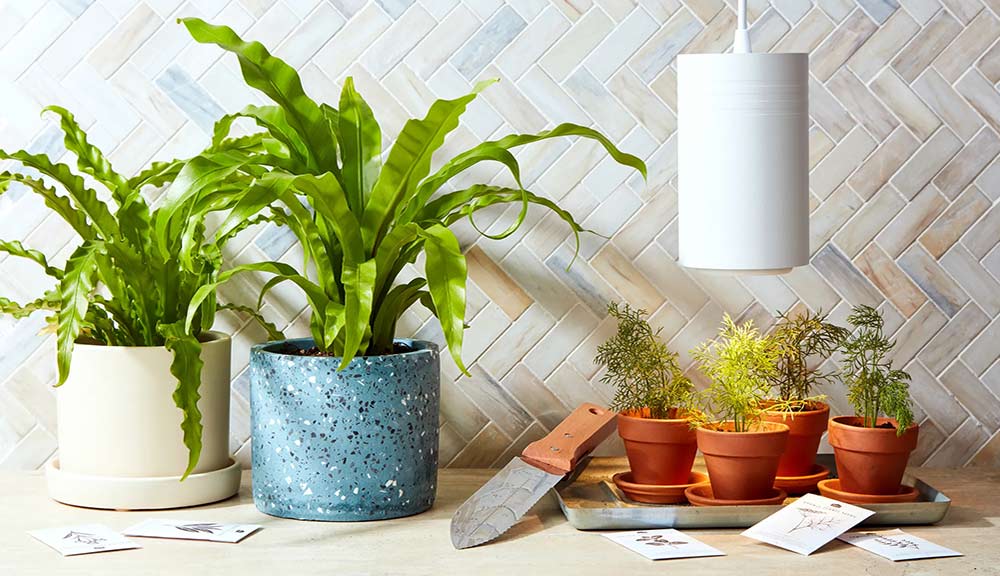 plant gifting plant gifting